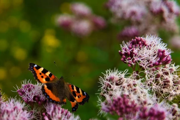 Borboleta Com Asas Abertas Sentado Uma Planta Com Fundo Bokeh — Fotografia de Stock