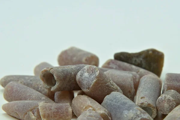 Каменные Окаменелости Доисторических Кальмаров Море Создает Изолированные Белом — стоковое фото