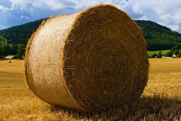 農場の近くの黄金の小麦畑に丸い干し草の俵 — ストック写真