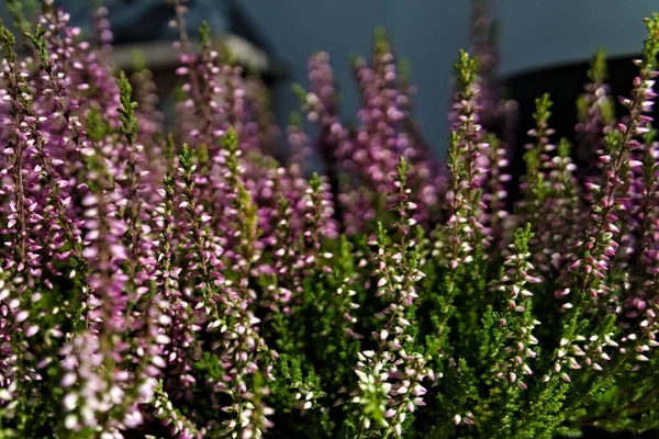 卡鲁纳的俗称是普通的石南花 石南花或石南花 开紫色花 绿叶茂盛 — 图库照片