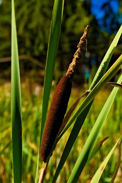 Brown bull reed plant in the waters edge.