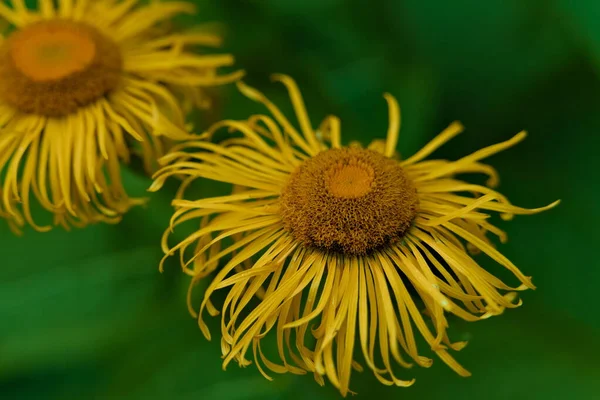Close Yellow Worn Flower Garden — Stock Photo, Image