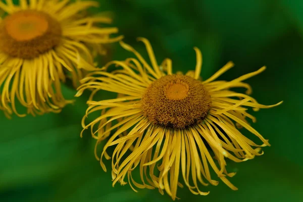 Primo Piano Del Fiore Giallo Consumato Giardino — Foto Stock