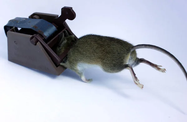 Zwykła Brązowa Mysz Złapana Pułapkę Używając Przynęty Zdjęcie Białym Tle — Zdjęcie stockowe
