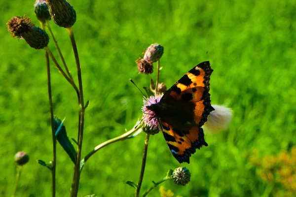 Метелик Відкритими Крилами Сидить Рослині Зеленим Фоном Боке — стокове фото