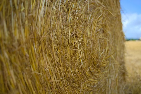 夏には黄金の小麦畑でハヤベールの閉鎖 — ストック写真