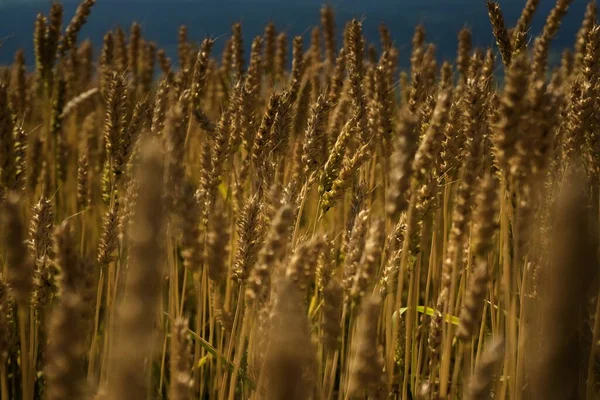 Пшеничное Поле Готово Уборке Фото Крупным Планом Летним Солнцем — стоковое фото