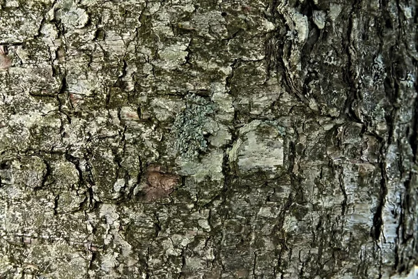 老桦树上粗糙的树皮图案. — 图库照片