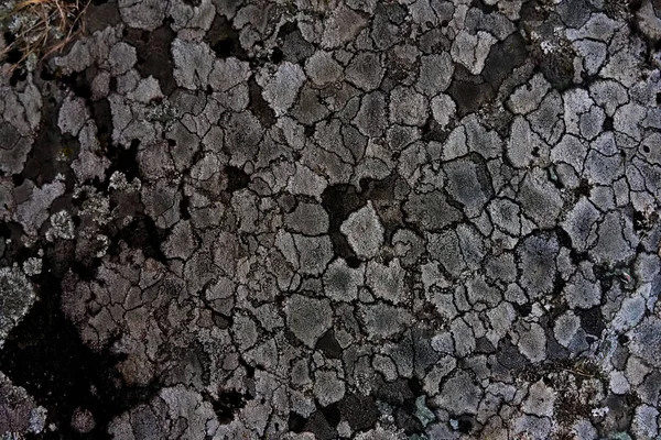 Grijs gesteente bedekt met grijze korstmossen. close-up. — Stockfoto