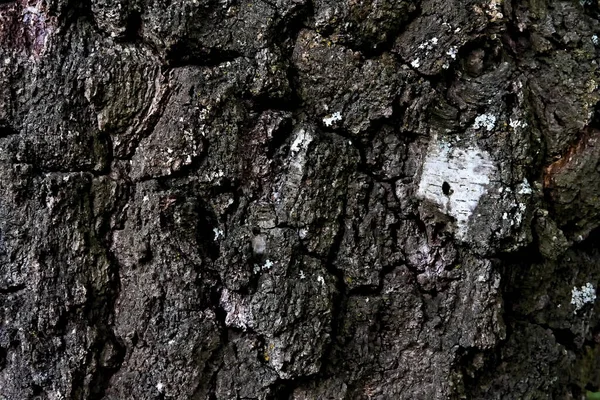 오래 된 큰 자작나무에서 채취 한 거친 나무껍질 무늬. — 스톡 사진