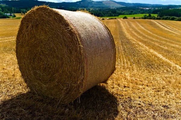 Fardo de feno redondo em um campo de trigo dourado perto da fazenda. — Fotografia de Stock