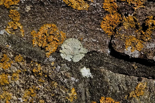 Grijs gesteente bedekt met grijze korstmossen. close-up. — Stockfoto