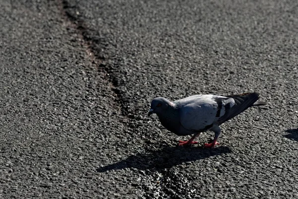 Einsame Taube Auf Asphaltstraße Auf Der Suche Nach Essensresten — Stockfoto