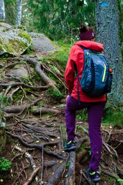Dişi yürüyüşçü ormanda bir patikada yürüyor. Yüksek kalite fotoğraf