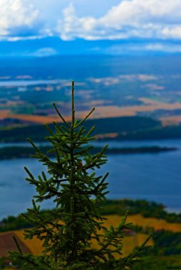 Dağ yamacında büyüyen yeşil çam ağacı gölün, tarlaların ve arka planda bulutların bulanık görüntüsü. Yüksek kalite fotoğraf