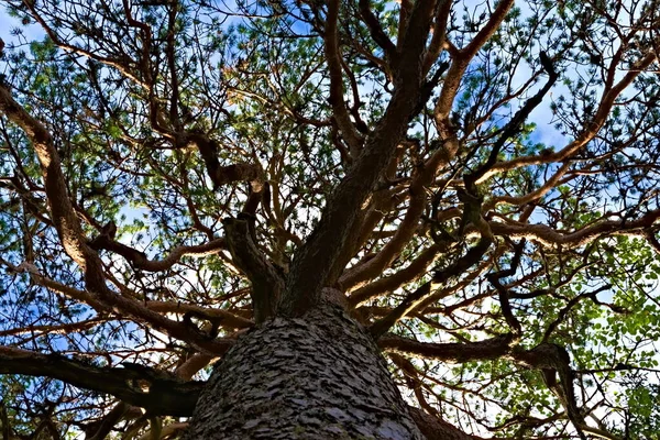 Tronco Galhos Torcidos Uma Velha Árvore Abeto Floresta Foto Alta — Fotografia de Stock