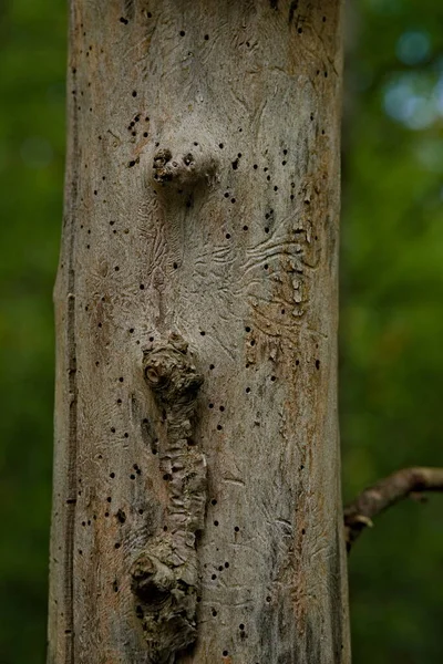 Tronco Árvore Morta Velha Cheia Buracos Minhoca Faixas Superfície Madeira — Fotografia de Stock