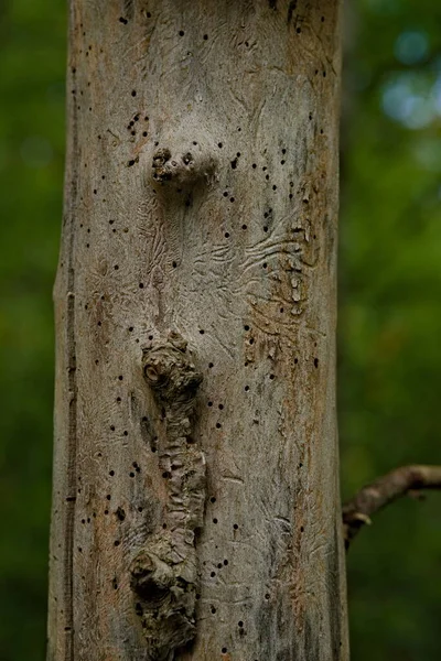 Tronco Viejo Árbol Muerto Lleno Agujeros Gusano Pistas Superficie Madera —  Fotos de Stock