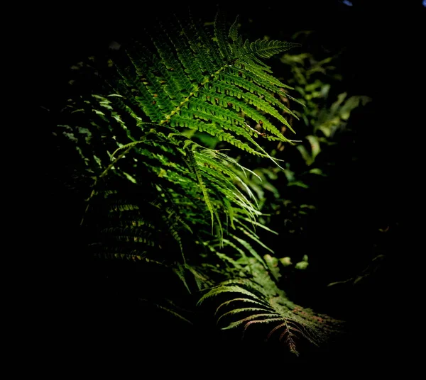 浓密的绿色蕨类叶子在黑色的背景上 高质量的照片 — 图库照片