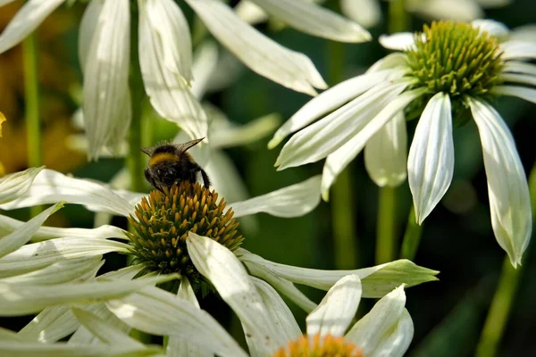 Hummeln Auf Nektarsuche Einer Großen Weißen Blume Garten Hochwertiges Foto — Stockfoto