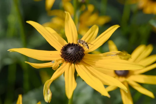 Gelbe Blume Mit Kleinen Bienen Auf Der Suche Nach Pollen — Stockfoto