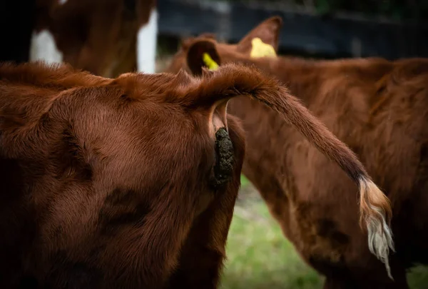 Close up of the read end of a cow defecating, illustrating global warming issues with industrial meat production. . High quality photo