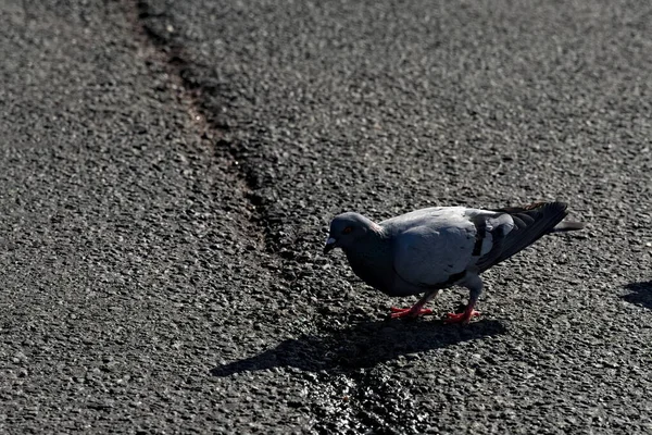 Einsame Taube Auf Asphaltstraße Auf Der Suche Nach Essensresten — Stockfoto