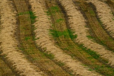 Güneşte kuruyan bir tarlada taze kesilmiş saman sıraları. - Evet. Yüksek kalite fotoğraf