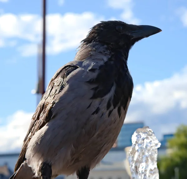 Corvo Com Capuz Comum Sentado Perto Uma Fonte Close — Fotografia de Stock