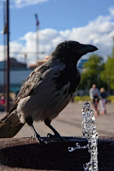 Gemeine Krähe Mit Kapuze Sitzt Einem Brunnen Nahaufnahme — Stockfoto