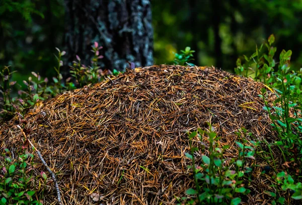 Formigueiro Floresta Feita Agulhas Pinheiro Ramos Abriga Uma Grande Colônia — Fotografia de Stock