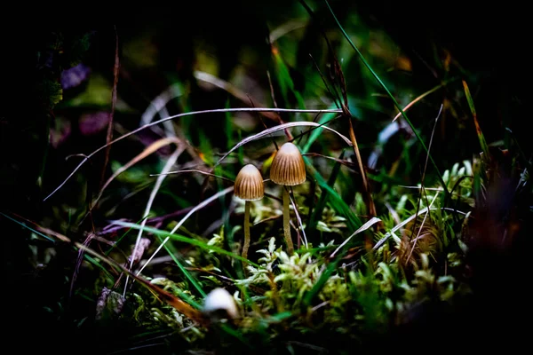 Grzyby Liberty Cap Podłodze Lasu Zamknij Drzwi Wysokiej Jakości Zdjęcie — Zdjęcie stockowe