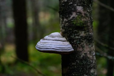 Ormandaki bir ağacın gövdesinde büyüyen büyük mantar mantarı. Yanan mantar olarak da bilinir. - Evet. Yüksek kalite fotoğraf