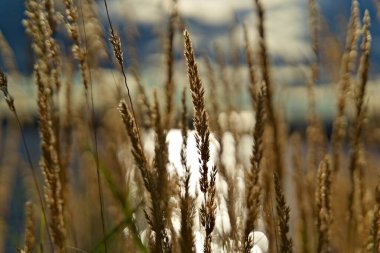 Sarı çim kamışları, yumuşak yaz güneşinin altında bulanık okyanus ve gökyüzü arkaplanıyla.