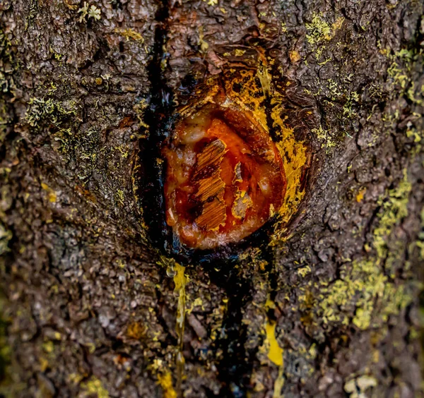 Hars Sap Afkomstig Van Een Verse Snede Van Een Dennenboom — Stockfoto