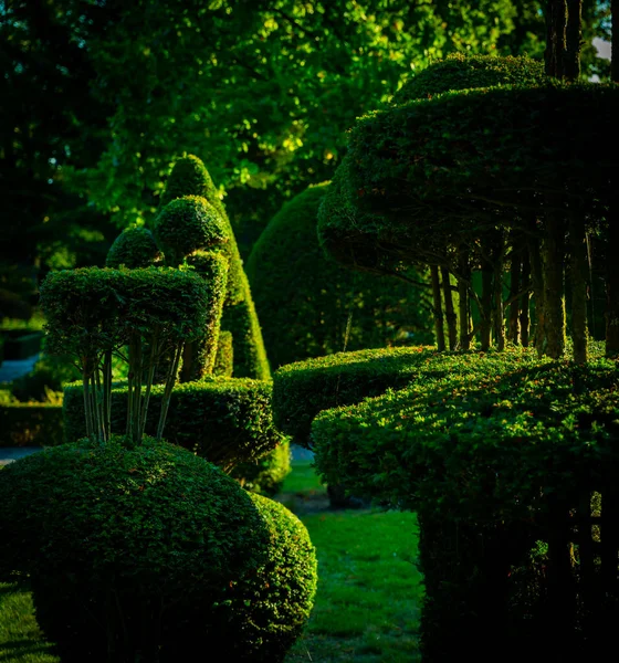 Arbustos Árboles Cortados Formas Artísticas Jardín Público Utilizando Técnicas Jardinería — Foto de Stock