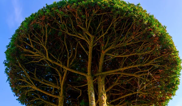 Stamm Äste Und Zweige Einer Dichten Baumkrone Von Unten Gesehen — Stockfoto