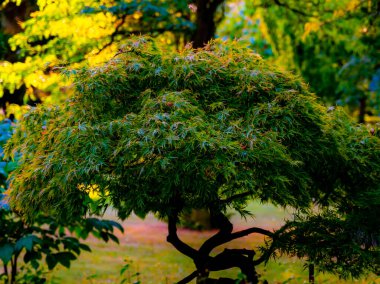 Yeşil Japon akçaağaç ağacı yemyeşil bir parkta büyüyen büyük bir bonsai formundadır. - Evet. Yüksek kalite fotoğraf