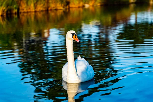 Beautiful white swan swimming in a calm pond. . High quality photo