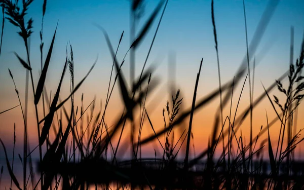 Gräs Silhuett Varm Orange Solnedgång Vid Havet Högkvalitativt Foto — Stockfoto
