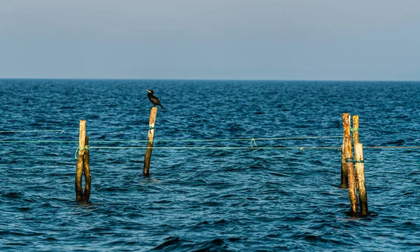 Cormorano Appoggiato Palo Legno Utilizzato Reti Dei Pescatori Foto Alta — Foto Stock