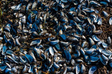 Mavi midye kabukları, açık bir plajda. Kapatın. - Evet. Yüksek kalite fotoğraf