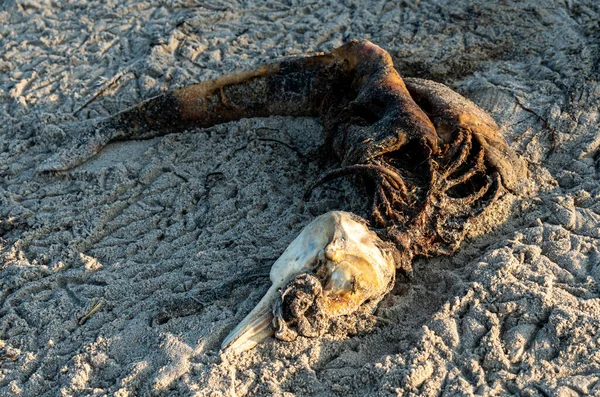 Verwesende Leiche Und Schädel Eines Kleinen Toten Delfins Strand Folge — Stockfoto