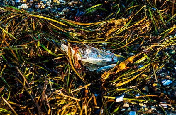 Plastic Seaweed Beach Sign Ocean Pollution Micro Plastics High Quality — Foto Stock
