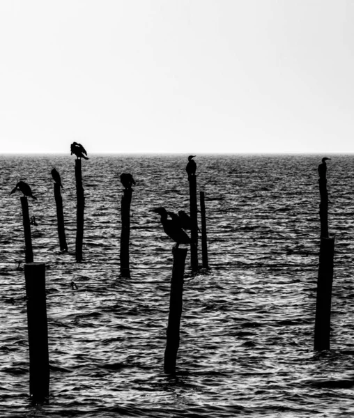 Imagen Blanco Negro Cormoranes Que Descansan Sobre Viejos Postes Madera — Foto de Stock