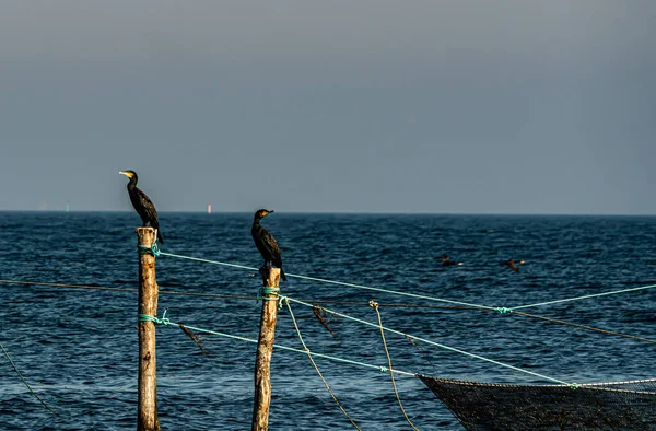 Dos Grandes Cormoranes Negros Descansando Los Polos Red Pesca Junto — Foto de Stock