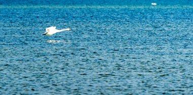 Suya inen güzel beyaz kuğu. Yüksek kalite fotoğraf