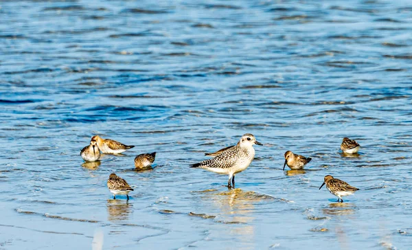 Flock Sanderling Sand Piper Wading Birds Foraging Waters Edge High — Stock Photo, Image