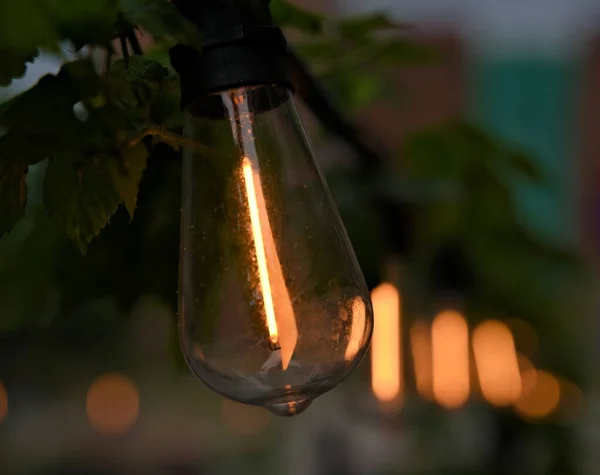 在夏日花园的绿葡萄酒叶中 花园式的灯泡在链条上闪烁着热烈的光芒 是的高质量的照片 — 图库照片
