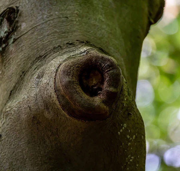 Ferida Antigo Galho Quebrado Uma Árvore Curando Com Casca Cobrindo — Fotografia de Stock